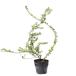 roni Sera nitida10.5cm pot рассада 