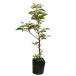 ryoub0.2m 10.5cm pot рассада 