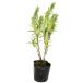  лаванда tenta-ta9.0cm pot рассада 
