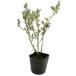  розмарин fota голубой 9.0cm pot рассада 