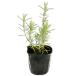  розмарин benenten голубой 9.0cm pot рассада 