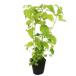  мелисса лимонная 9.0cm pot рассада 