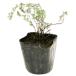  лимон время 9.0cm pot рассада 