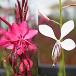  White Butterfly . саженец розовый &amp; белый 9cm pot рассада ×2 pot gaula рассада ...