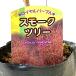  затонированный tree саженец Royal лиловый 13.5cm pot рассада 3 год сырой рассада затонированный tree рассада 