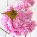  Sakura саженец . сакура шидаре 12cm длинный pot рассада . ветка сидэ . Sakura Sakura рассада Sakura 