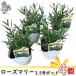  refreshing . fragrance [ rosemary seedling goods kind incidental 4 piece set ] 3.5 number pot . acid . action anti aging kitchen garden garden spice cooking sachet 