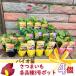  батат рассада Satsuma клубень 3 номер pot (Φ9cm) 4 шт. комплект огород сад посадочная машина безопасность безопасность ..... популярный овощи корнеплоды .. клубень 