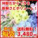 【切花福袋3480円】切花25〜30本前後!種類が選べる福袋♪(洋風・和洋MIX・お供え・おまかせ)来客予定もこれで安心♪綺麗なお花でおもてなし!