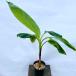  фруктовое дерево рассада тропический фрукты блеск mi ракушка 1 АО 