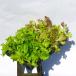  Sunny lettuce * синий chi автомобиль 24 pot 598 иен 