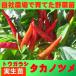 tougalasi Eagle Talon перец стручковый 9cm pot реальный сырой рассада 