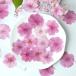  Sakura manner Sakura pressed flower resin . go in material raw materials resin petal dry flower preserved flower spring springs resin material for flower arrangement 10 sheets f79 2405