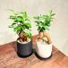 �K�W���}�� �ϗt�A�� ���K�̖� ���j�� ���蕨 �v���[���g ���픫 �֘A�摜2