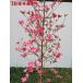  cornus florida pink flower height of tree 2.0m rom and rear (before and after) ( root pot not included ) flower water tree symbol tree pink .. pink red flower garden tree plant deciduous tree . leaf height tree 