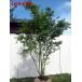 iro is momiji stock . height of tree 2.0m rom and rear (before and after) ( root pot not included ) symbol tree deciduous tree . leaf height tree garden tree 