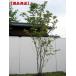  reality goods shipping oldham blueberry stock . height of tree 1.4-1.6m( root pot not included ) symbol tree garden tree plant deciduous tree . leaf low tree free shipping 