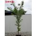 iro - momiji одиночный дерево высота дерева 1.8m передний и задний (до и после) ( корень горшок не включая ) символ tree листопадные растения . лист высота дерево садовое дерево . лист 