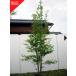  reality goods shipping Ilex macropoda stock . height of tree 1.9-2.1m( root pot not included ) sapling symbol tree deciduous tree . leaf height tree garden tree . tree 