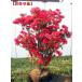  extra-large Kurume azalea (krume azalea ). purple .(chi comb red ) height of tree 0.6m rom and rear (before and after) ( root pot not included ) large stock root to coil seedling .POT seedling garden tree plant evergreen tree evergreen low tree 