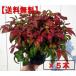  three-ply prefecture governor . winning o tough k naan ton (. many luck south heaven ) 5 pcs set pot . root to coil evergreen tree evergreen low tree . leaf 