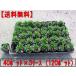 himeryuu(. дракон ) pot 120 pot (40 pot ×3 кейс ) садоводство подлесок почвопокровные растения 