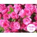 �������l�G�炫�c�c�W�����̃{�����[��(5.5���|�b�g) ���A�� �Ԗ� ��� �A�� ��Ύ� ��Β�� �������� ���� �֘A�摜1