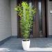 .. change un- necessary! fraxinus griffithii stock .7 number pot cover height of tree 1m rom and rear (before and after) ( pot from the bottom ) symbol tree garden tree plant evergreen tree evergreen height tree luster pot 