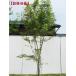 iro - momiji АО . высота дерева 2.5m передний и задний (до и после) ( корень горшок не включая ) символ tree листопадные растения . лист высота дерево садовое дерево 
