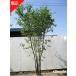 ���i���� �A�I�_��  ������ ����2.3-2.6m(�����܂܂��j�������� �c�� �c �G�� ���t�� ���t���� �V���{���c���[ ����