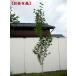 jakmon tea white birch white birch 7 number height of tree 2.0m rom and rear (before and after) ( pot from the bottom ) symbol tree garden tree plant deciduous tree . leaf height tree 
