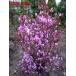  Mitsuba azalea ( purple flower ) height of tree 1.0m and more ( root pot not included ) symbol tree deciduous tree . leaf low tree Hanaki garden tree 