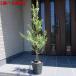  is possible to choose goods kind olive. tree 7 number pot 70cm rom and rear (before and after) ( pot from the bottom ) symbol tree garden tree plant evergreen tree evergreen height tree 