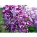  lilac фиолетовый цветок 0.8m передний и задний (до и после) ( корень горшок не включая ) символ tree листопадные растения . лист высота дерево садовое дерево Hanaki 