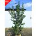  reality goods shipping Ilexpedunnculosa ( female stock ) stock .. height of tree 1.8-2.1m( root pot not included ) symbol tree garden tree plant evergreen tree evergreen height tree 