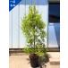  один товар было использовано me RaRe uka Revolution Gold высота дерева 1.8m( горшок от низа )9 номер pot чайное дерево символ tree садовое дерево растение вечнозеленое дерево вечнозеленый высота дерево бесплатная доставка 