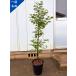  oo sakazkimomiji большой чашечка для сакэ momiji один пункт было использовано высота дерева 1.5m( корень горшок не включая ) 8 номер . лист символ tree листопадные растения . лист высота дерево садовое дерево бесплатная доставка 