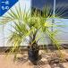  здесь s cocos nucifera 10 номер высота дерева 1.3x1.4m( горшок от низа ) один пункт было использовано выдерживающий холод .. есть чуть более выдерживающий холод . cocos nucifera noki... дерево ... дерево символ tree садовое дерево растение вечнозеленое дерево вечнозеленый высота дерево Nankoku способ 