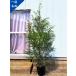 me RaRe uka snow in summer один пункт было использовано высота дерева 2.1m( горшок от низа )9 номер чайное дерево o-ji- растения символ tree саженец рассада вечнозеленое дерево вечнозеленый высота дерево бесплатная доставка 