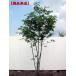  reality goods shipping fraxinus lanuginosa height of tree 1.5-1.6m( root pot not included ). tree . leaf height tree deciduous tree symbol tree 