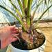 �R�R�X���V 7�� ���J�o�[ ����80cm�O��(���ꂩ��) ���V�m�L ���q�̖� �₵�̖� ���V�̖� �V���{���c���[ ��� �A�� ��Ύ� ��΍��� �썑�� ���� �֘A�摜1