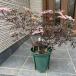 солнечный b rental черный гонки 7 номер pot высота дерева 50cm передний и задний (до и после) ( горшок от низа ) запад niwatoko затенитель от солнца сад . цветок Hanaki садовое дерево растение листопадные растения . лист низкий дерево PVP регистрация товар вид 