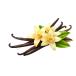 �o�j���r�[���Y 14�`15cm 500g�� �u���{���� �C���h�l�V�A�Y �`�O���[�h  �^��p�b�N �V�R ���Y��