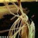 ͢ SARAH KINSLEY / ESCAPER [CD]