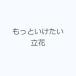  более . разряд . Tachibana 