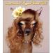 ZOO / Dance Paradise Hyper Euro ZOO [CD]