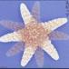  Spitz / Spitz [CD]