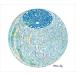 NETWORKS / White Sky( недорогой запись ) [CD]