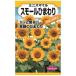 高さ40～50cmの可愛いミニのひまわり_OCAHOL_高さ40～50cmの可愛いミニのひまわり_OCAHOL_インテリア・家具・収納 ＞ 屋外用品・ガーデニング ＞ ガーデニング・造園用品 ＞ その他 ガーデニング用品