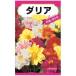 種を蒔いて花を咲かせるダリア　切り花向け_OCAHOL_種を蒔いて花を咲かせるダリア　切り花向け_OCAHOL_インテリア・家具・収納 ＞ 屋外用品・ガーデニング ＞ ガーデニング・造園用品 ＞ その他 ガーデニング用品
